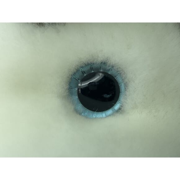 Aurora Flopsie Husky Wolf Plush 12” Blue Winter Hat Scarf Snowflake Vintage - Picture 11 of 14